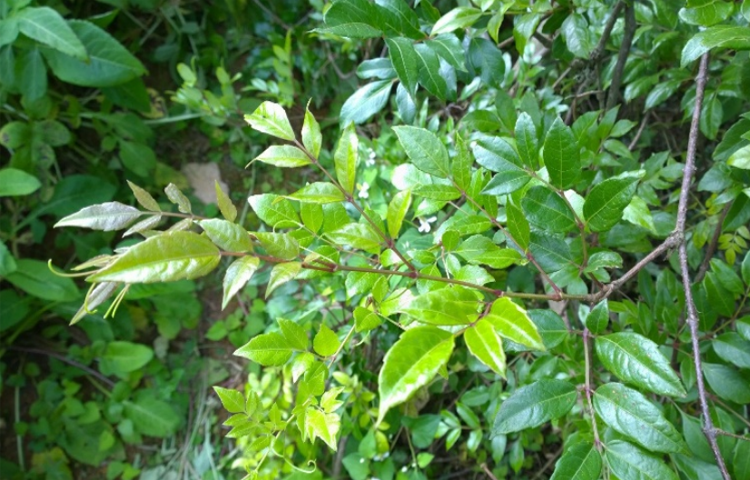 Chè Dây (Ampelopsis cantoniensis Planch)